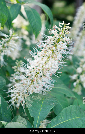 Zwerg Roßkastanie (aesculus parviflora) Stockfoto