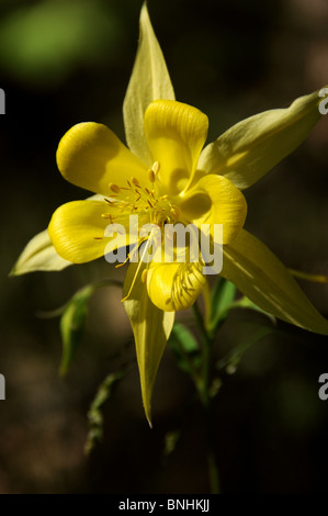 Goldene Akelei (Aquilegia Chrysantha) wächst auf Mount Lemmon, Coronado National Forest, Sonora-Wüste, Arizona USA. Stockfoto