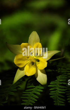 Goldene Akelei (Aquilegia Chrysantha) wächst auf Mount Lemmon, Coronado National Forest, Sonora-Wüste, Arizona USA. Stockfoto