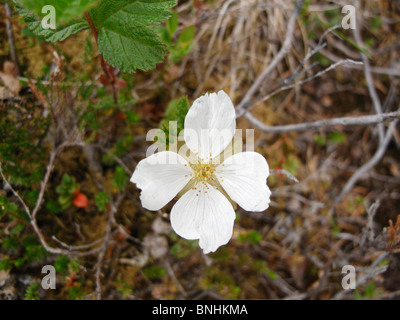 Rubus Chamaemorus Blume. Moltebeeren Blume, Norwegen Stockfoto