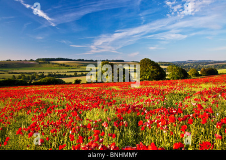 Mohnfelder im frühen Morgen Sonnenschein auf die Marlborough Downs, Wiltshire, England, UK Stockfoto