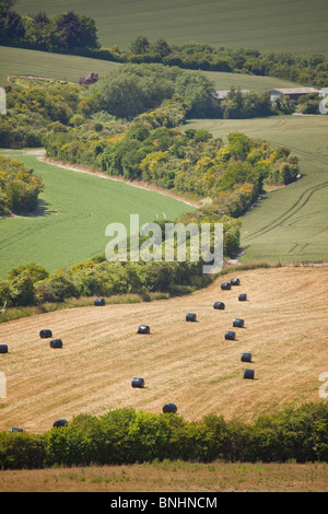 Silageballen verpackt in schwarzem Kunststoff nach der Ernte, Bedfordshire, Uk Stockfoto