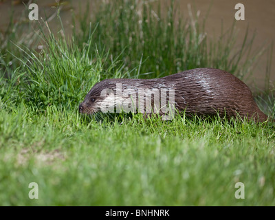 Europäischen Fischotter Lutra Lutra hautnah aus Wasser auf Rasen Bank genommen unter kontrollierten Bedingungen Stockfoto