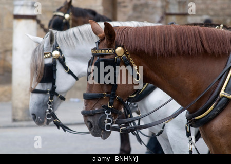 Pferd und Kutsche Touren nehmen Touristen rund um Sevilla, Spanien Stockfoto