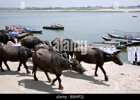 Wasserbüffel. Ganges Fluss Ghats. Varanasi (Benares). Indien Stockfoto