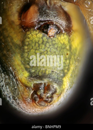 Die Gurke grüne Spinne (Araniella Cucurbitina) Ansicht der Unterseite zeigt Spinndrüsen Stockfoto