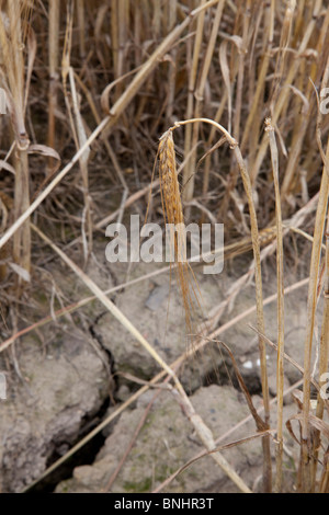 Fehler beim Weizen-Getreide. Stockfoto