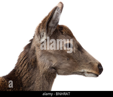 Sika Hirsch, Cervus Nippon. Das Tier ist in einem Zoo. Stockfoto