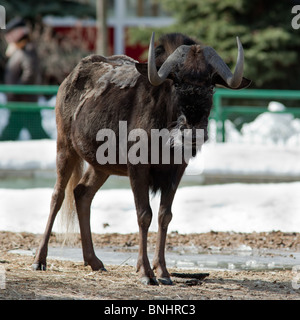 Schwarze Gnus, White-tailed Gnu, Connochaetes Gnou. Das Tier ist in einem Zoo. Stockfoto