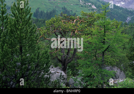 Europa Schweiz Kanton des Wallis Valais Derborence Urwald Erdrutsch Steinschlag Erdrutsch Bäume Natur Landschaft Stockfoto