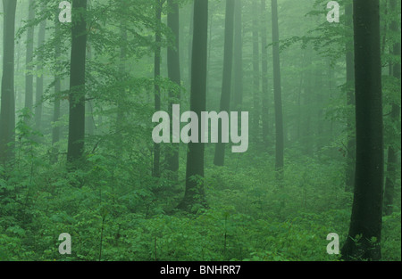 Europa Schweiz Kanton Solothurn Gempen Holz Waldbäume Baum Grün Stimmung Natur Landschaft malerische Buche Bäume buchen Stockfoto