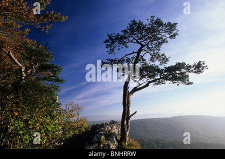 Europa Schweiz Kanton Solothurn Gempen einsamer Baum Bäume Klippe Naturkulisse ausgesetzt Abgrund Nadelhölzer Kiefer Jura Stockfoto