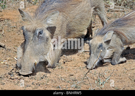 Wüste Warthog Phacochoerus Aethiopicus Addo Elephant Park South Africa Afrika Addo Elephant National Park Young Stockfoto