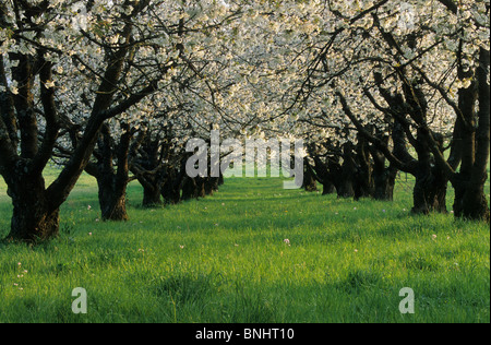 Europa-Schweiz-Kanton Basel Land Baselland Oberwil Bäume Frühling Frühling Baum Kirschblüte Blüte Blüte Stockfoto