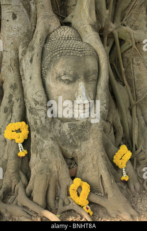 Thailand-Asien Kultur Ayutthaya Kopf Sandstein Buddha Wat Phra Mahathat Baum Natur Gesicht Symbiose symbolische verschränkt Stockfoto