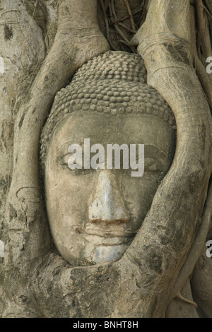 Thailand-Asien Kultur Ayutthaya Kopf Sandstein Buddha Wat Phra Mahathat Baum Natur Gesicht Symbiose symbolische verschränkt Stockfoto