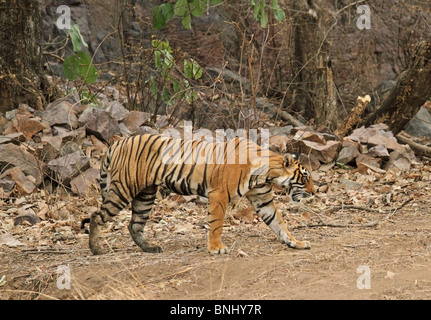 Tiger zu Fuß im Freien in Ranthambhore National Park, Indien Stockfoto