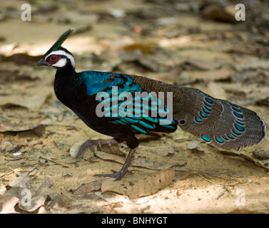 Eine Erwachsene männliche Palawan Pfau Fasan (Polyplectron Napoleonis), Puerto Princesa Subterranean River National Park, Philippinen Stockfoto