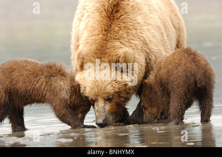 Stock Foto ein Alaskan Braunbär Sau zeigt ihre zwei jungen, wie Sie auf das Wattenmeer, Lake-Clark-Nationalpark clam. Stockfoto