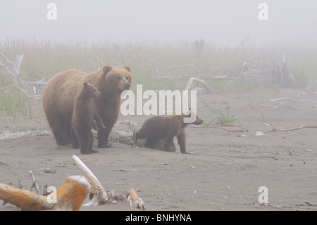 Stock Foto einer Alaska Küste Braunbär Leistungsbeschreibung und zwei jungen stehen am Strand in Nebel, Lake-Clark-Nationalpark. Stockfoto
