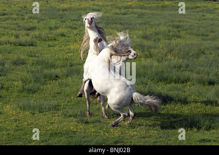 Pura Raza Espanola PRE reine Rasse Espagnole Spanisch züchten Kampf Kampf Tier Tiere zwei Pferde Pferd Stockfoto