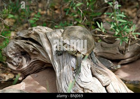 Kaspische Schildkröte Streifen-necked Sumpfschildkröte Mauremys Caspica Tier Tiere Reptilien Stockfoto