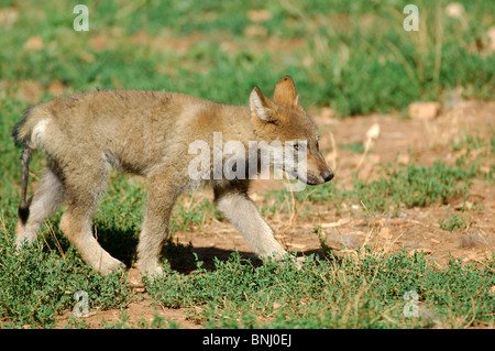 Grauer Wolf Canis Lupus Tier Tiere junge Nachkommen cub Stockfoto