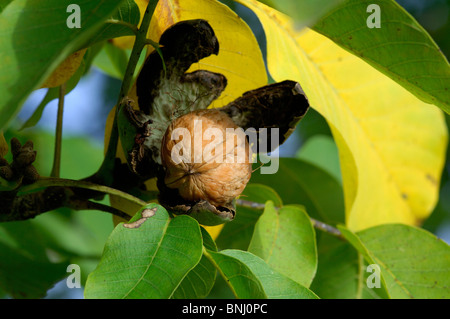 Gemeinsamen Walnuss Juglans Regia Tier Muttern Detail Nahaufnahme Nussfrüchte Blätter Blätter Zweig Ast Baum Natur Stockfoto