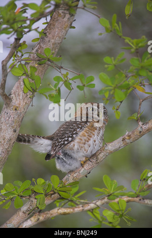 Kubanische Pygmy Eule Glaucidium Siju thront im Baum auf der Halbinsel Zapata, Republik Kuba im April. Stockfoto