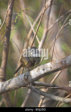 Zapata Sparrow Torreornis Inexpectata gehockt Filiale an der Halbinsel Zapata, Republik Kuba im März. Stockfoto