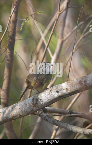 Zapata Sparrow Torreornis Inexpectata gehockt Filiale an der Halbinsel Zapata, Republik Kuba im März. Stockfoto