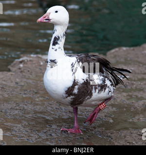 Schneegans, Blaue Gans, Chen Hyperboreus, Anser Caerulescens. Das Tier ist in einem Zoo. Stockfoto