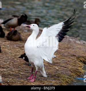 Schneegans, Blaue Gans, Chen Hyperboreus, Anser Caerulescens. Das Tier ist in einem Zoo. Stockfoto