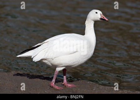 Schneegans, Blaue Gans, Chen Hyperboreus, Anser Caerulescens. Das Tier ist in einem Zoo. Stockfoto