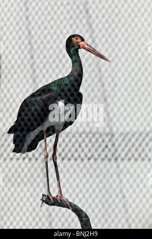 Schwarzstorch, Ciconia Nigra. Das Tier ist in einem Zoo. Stockfoto