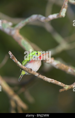 Kubanische Tody Todus multicolor gehockt Filiale an der Halbinsel Zapata, Republik Kuba im März. Stockfoto