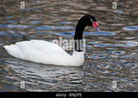 Schwarz-necked Schwan, Cygnus Melancoryphus. Das Tier ist in einem Zoo. Stockfoto