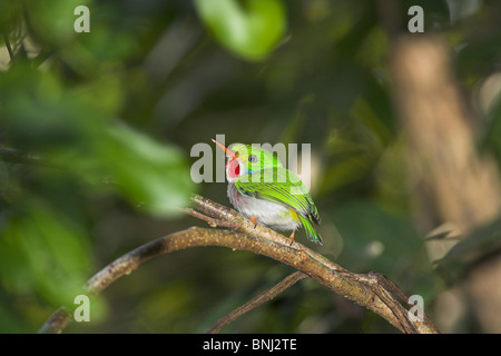 Kubanische Tody Todus multicolor gehockt Filiale an der Halbinsel Zapata, Republik Kuba im März. Stockfoto