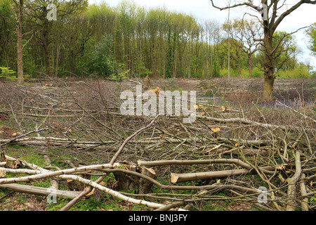 Rundschnitt Wald, Norsey Holz, Essex UK Stockfoto