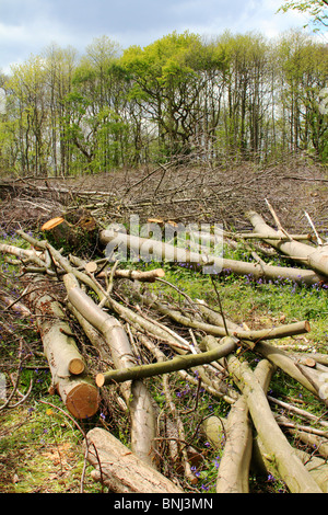 Rundschnitt Wald, Norsey Holz, Essex UK Stockfoto