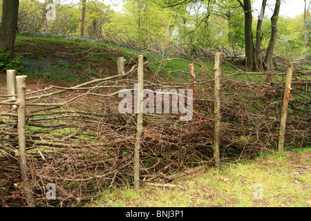 Toten Hecke herum Rundschnitt Wald, Norsey Holz, Essex UK Stockfoto