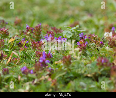 Wildblumen, Selfheal Stockfoto