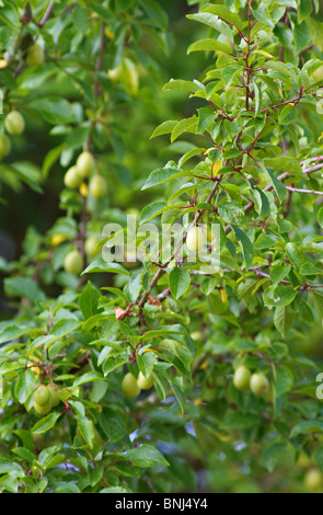 Unreife Früchte im Juli auf wild Cherry Plum Baum. Prunus cerasifera Stockfoto