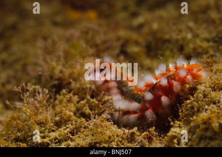 Israel, Mediterranean Sea, Unterwasserfoto von einem Fireworm (oder Borstenwurm) Eurythoe complanata Stockfoto