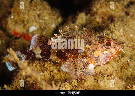 Israel, Mediterranean Sea, Unterwasserfoto von einem Scorpaena Scrofa, rote Drachenköpfe Stockfoto