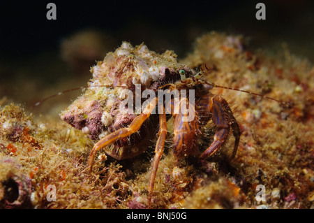 Israel, Mediterranean Sea, Unterwasserfoto ein Einsiedlerkrebs rot oder kleiner Einsiedlerkrebs (Diogenes Pugilator) Stockfoto