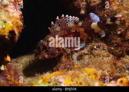 Israel, Mediterranean Sea, Unterwasserfoto von einem Scorpaena Scrofa, rote Drachenköpfe Stockfoto