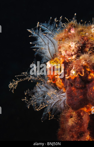 Israel, Mittelmeer, – Unterwasserfoto von einem Hydrazoa (Hydra) Common Name Meer Feder oder Meer-Stift Stockfoto