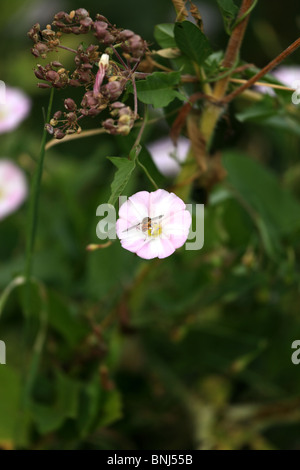 Hoverfly ernähren sich von Nektar. (in Blüte) Stockfoto