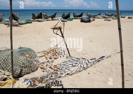 Fische trocknen an einem Strand in Vietnam Stockfoto